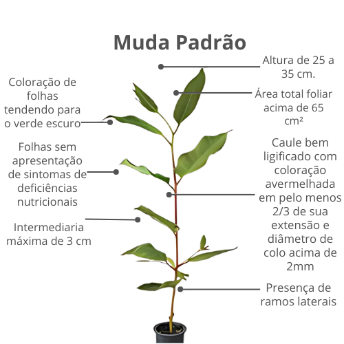 Coloração de folhas tendendo para o verde escuro.png